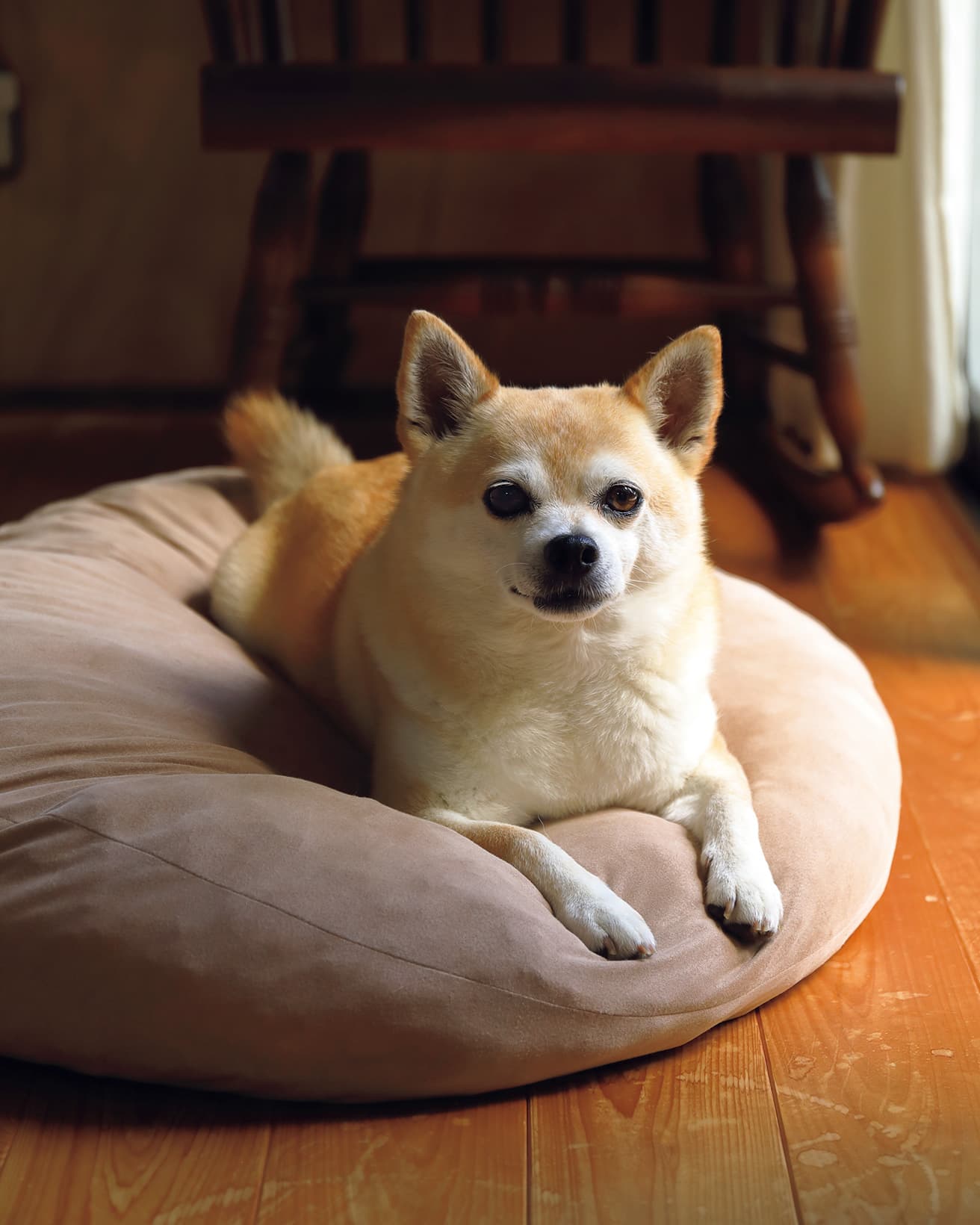 クッション上が定位置。四万十市の保健所出身。昔チワワが好きで、柴犬を飼いたいと思っていた京子さんにとって最高の出会いだった。