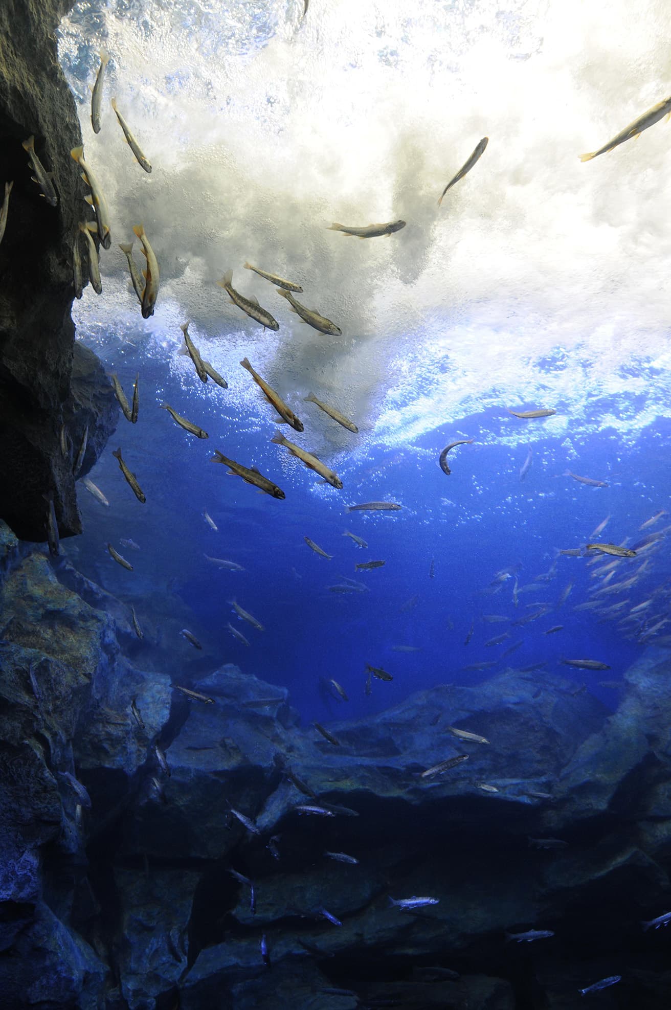 北の大地の水族館