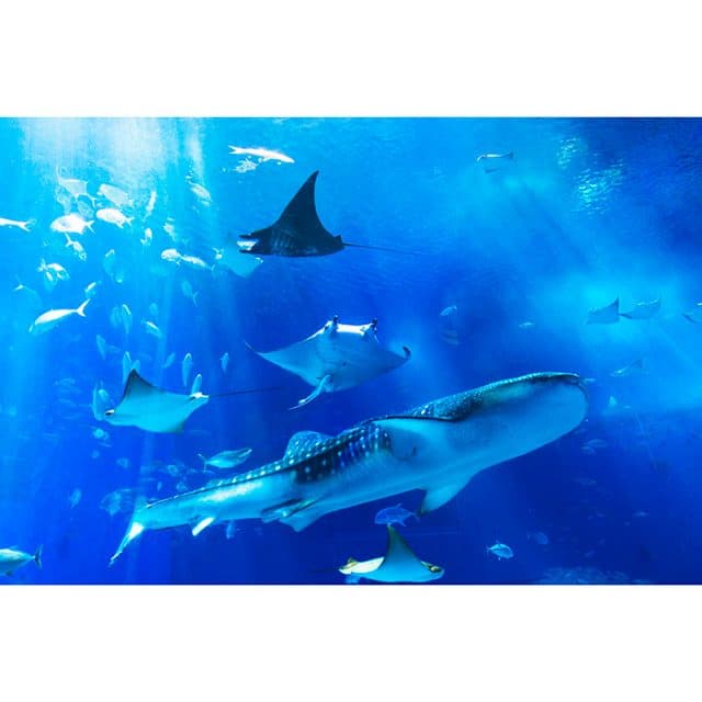 BEST Zoo &amp; Aquarium