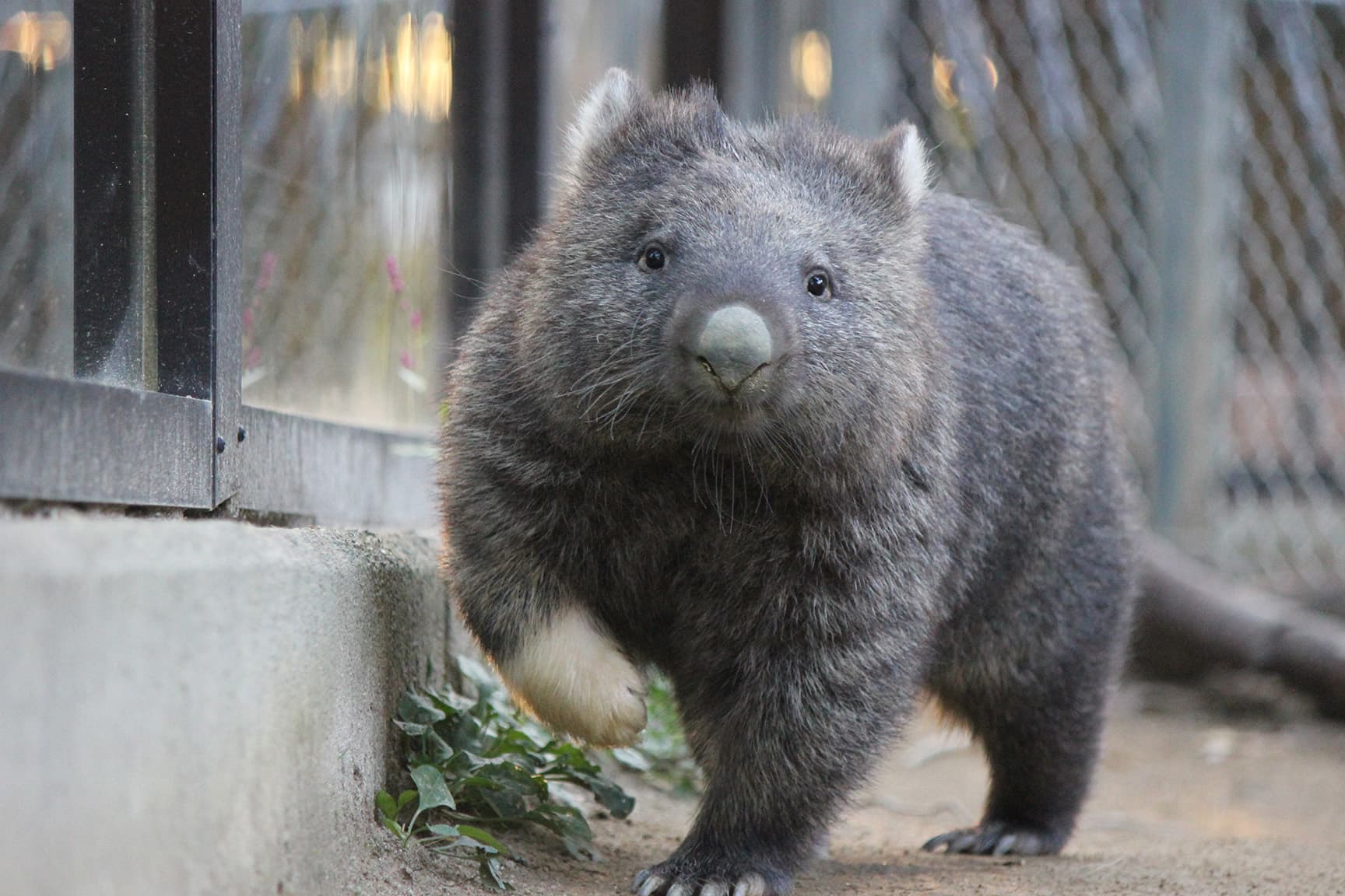 五月山動物園