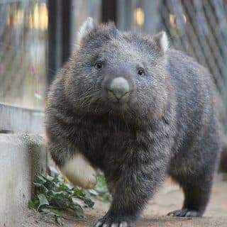 五月山動物園