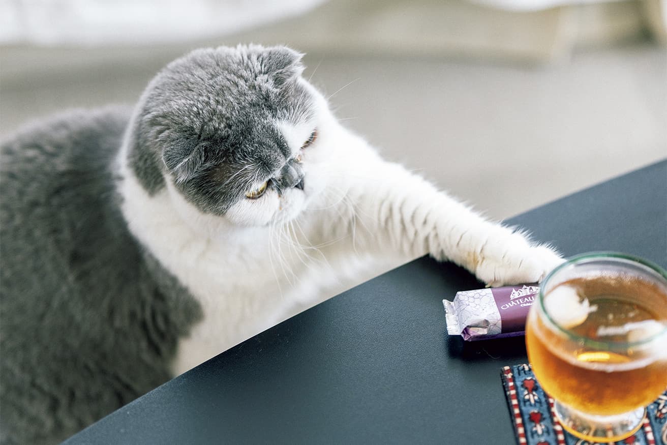 お菓子の包装紙に反応。普段のおっとりした姿とは打って変わって、獲物を狙う時は鋭い眼差しに。