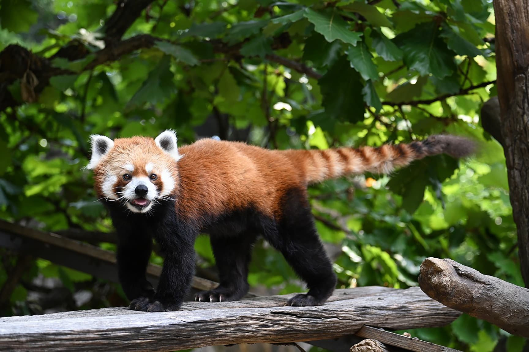 野毛山動物園