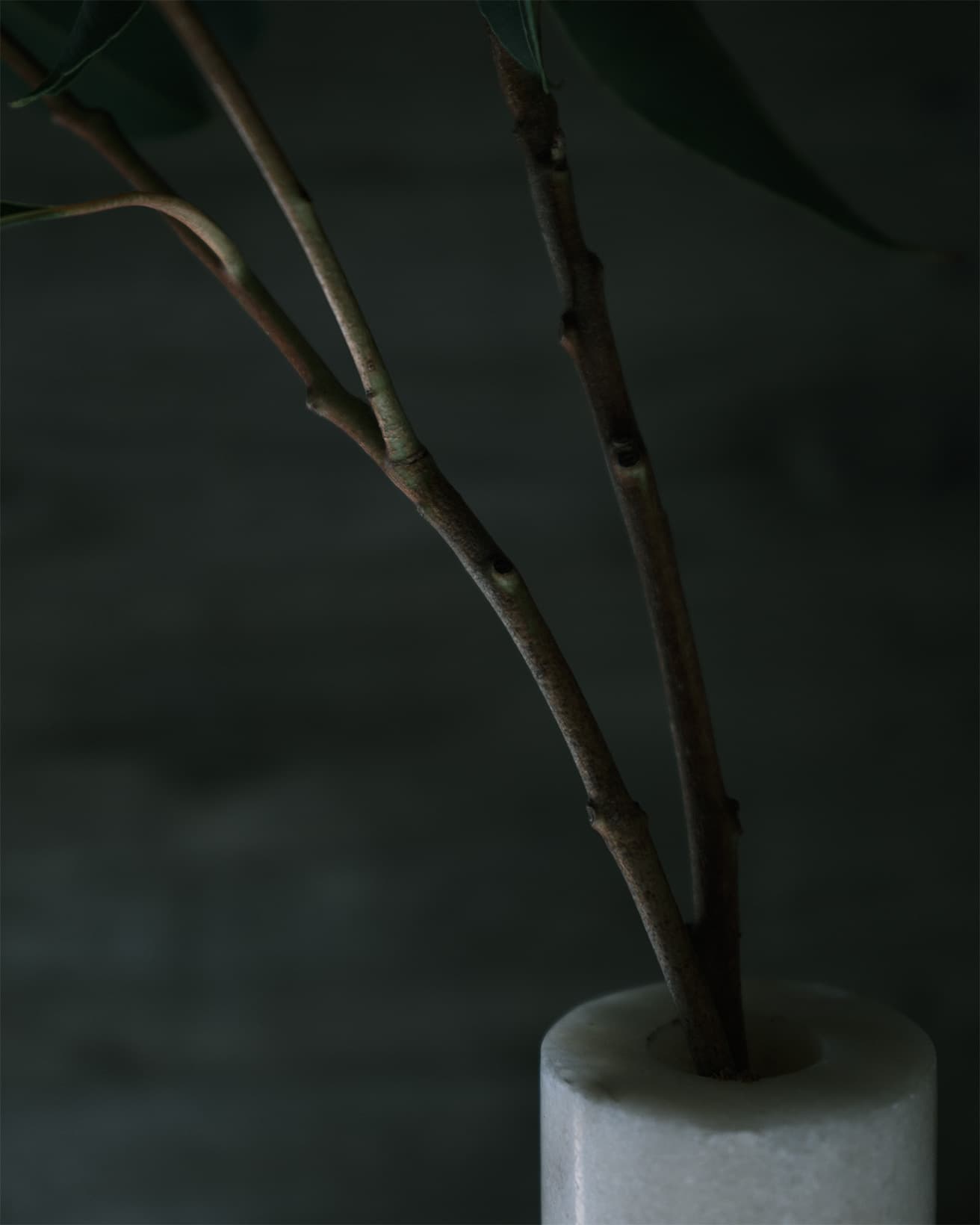 軸がしっかりとした枝物、つまり、木の枝を切り分けたものや、葉っぱに硬さがあって厚みがあるものは比較的ドライフラワーに適している。枝物でも薄い葉は水が抜けていくと、くるっと丸まってしまう傾向がある。