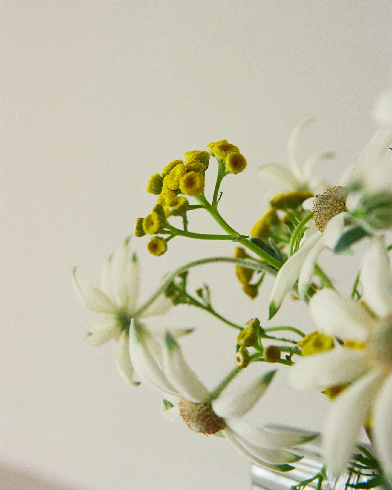 和名で「ヨモギギク」とも呼ばれるタンジーの花は、小さなボタンのよう。清涼感のある香りには防虫効果があり、ガーデニングで重宝される存在。また、染色用ハーブとしても有名で、ウールや絹の染めに用いられる。
