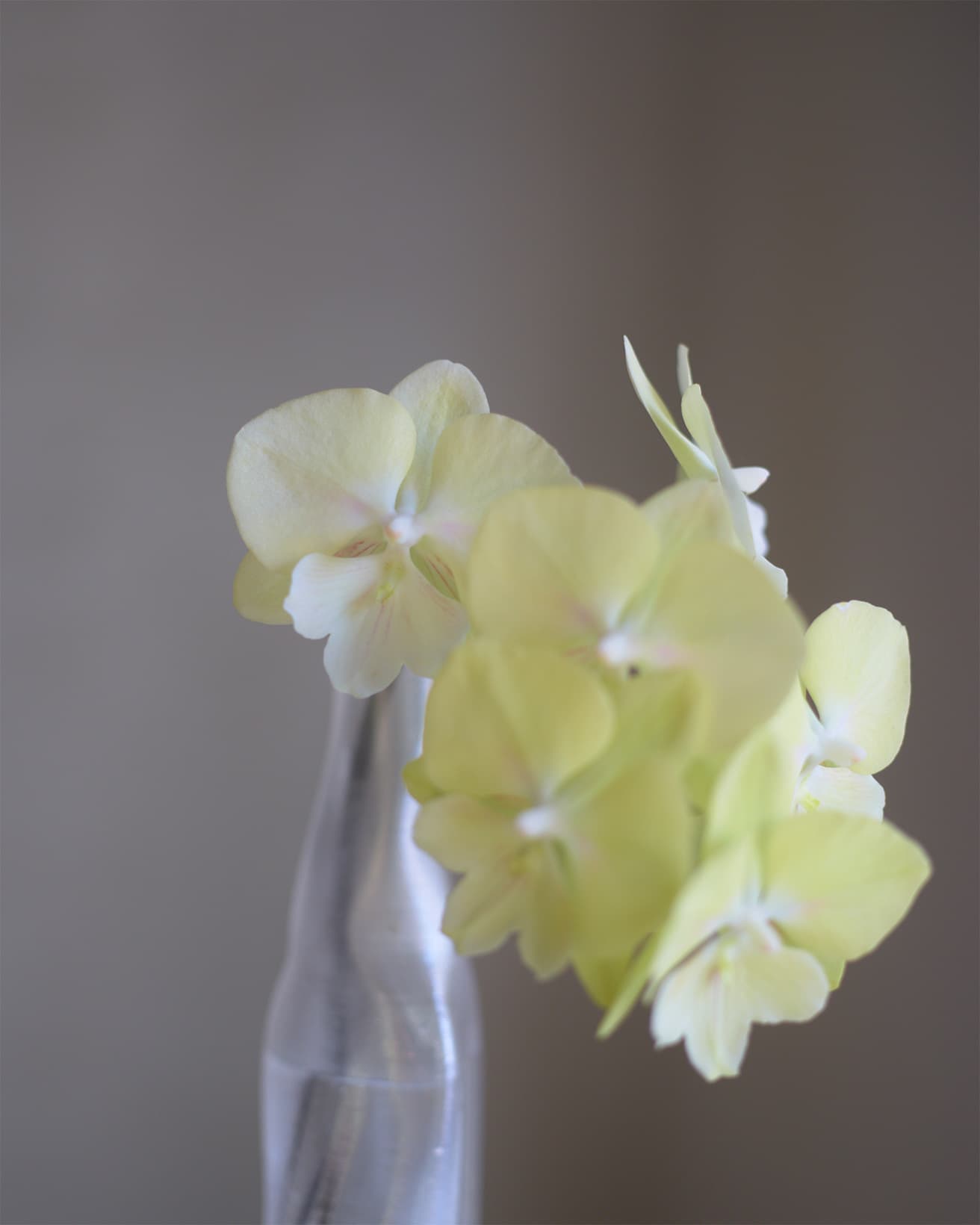 蝶々が舞うように見える花が「幸福が飛んでくる」というイメージにつながり、縁起のいいお花として、開業や就任のお祝いなど、法人贈答で選ばれる定番のお花。「胡」という漢字には「垂れ下がったヒゲ」という意味合いがあり、花びらの形状に由来する。今回使用したのは「イエローアップル」という品種。