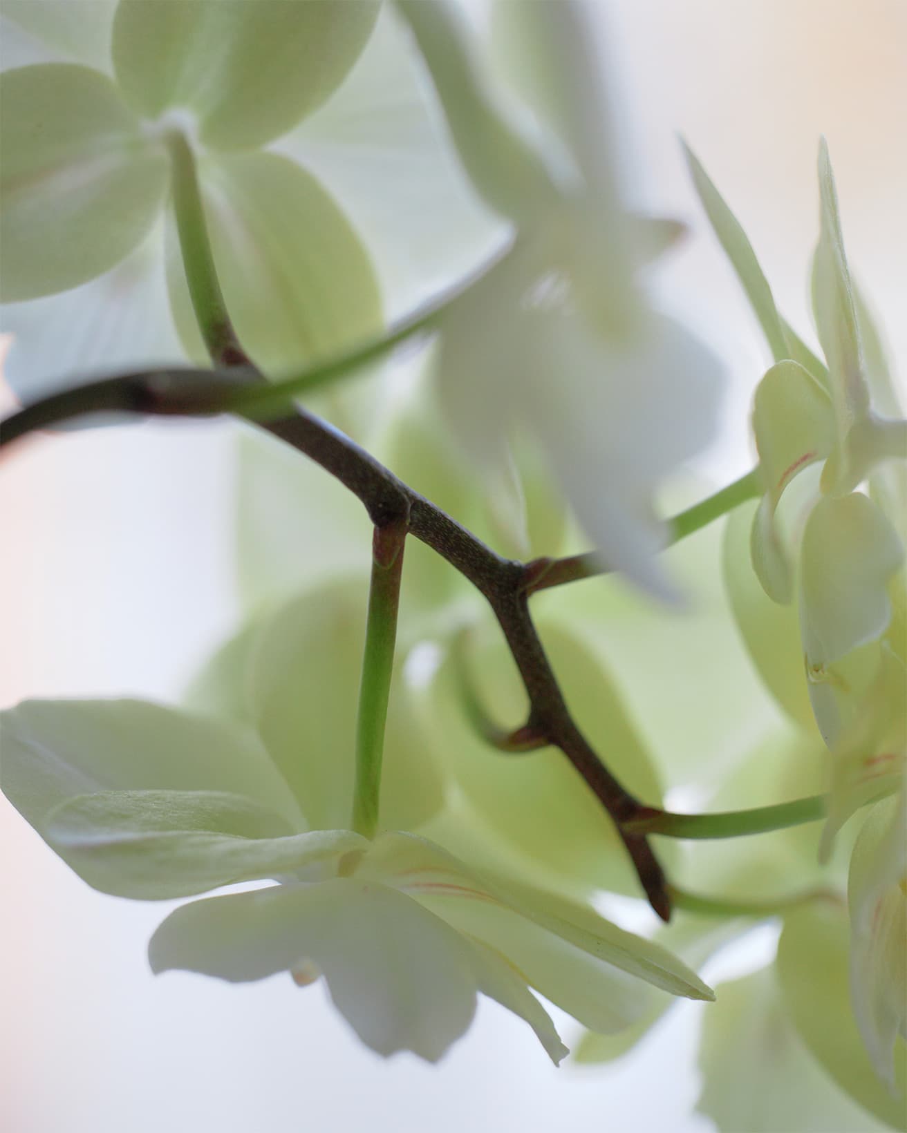 数輪の花が1本の茎に咲く。鉢植えのものは1〜3ヶ月近く花を咲かせ、切り花でも、鮮度によっては1週間以上保つ。値が張るのは、育成に時間がかかり、温度・湿度管理など細かな手間を必要とするため。種から美しい花を咲かせるまでに、4年以上かかることもある。