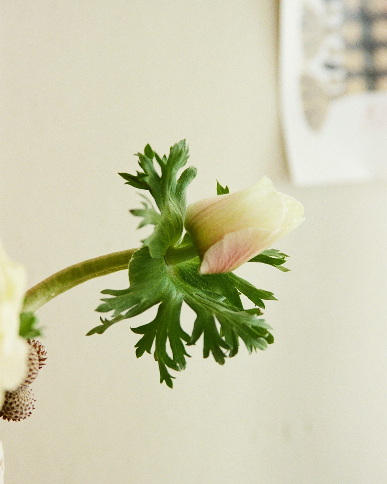 アネモネは花びらがない品種で、色がついた部分はガク。茎の内側は空洞で腐りやすいため、浅い水につけると長持ちする。