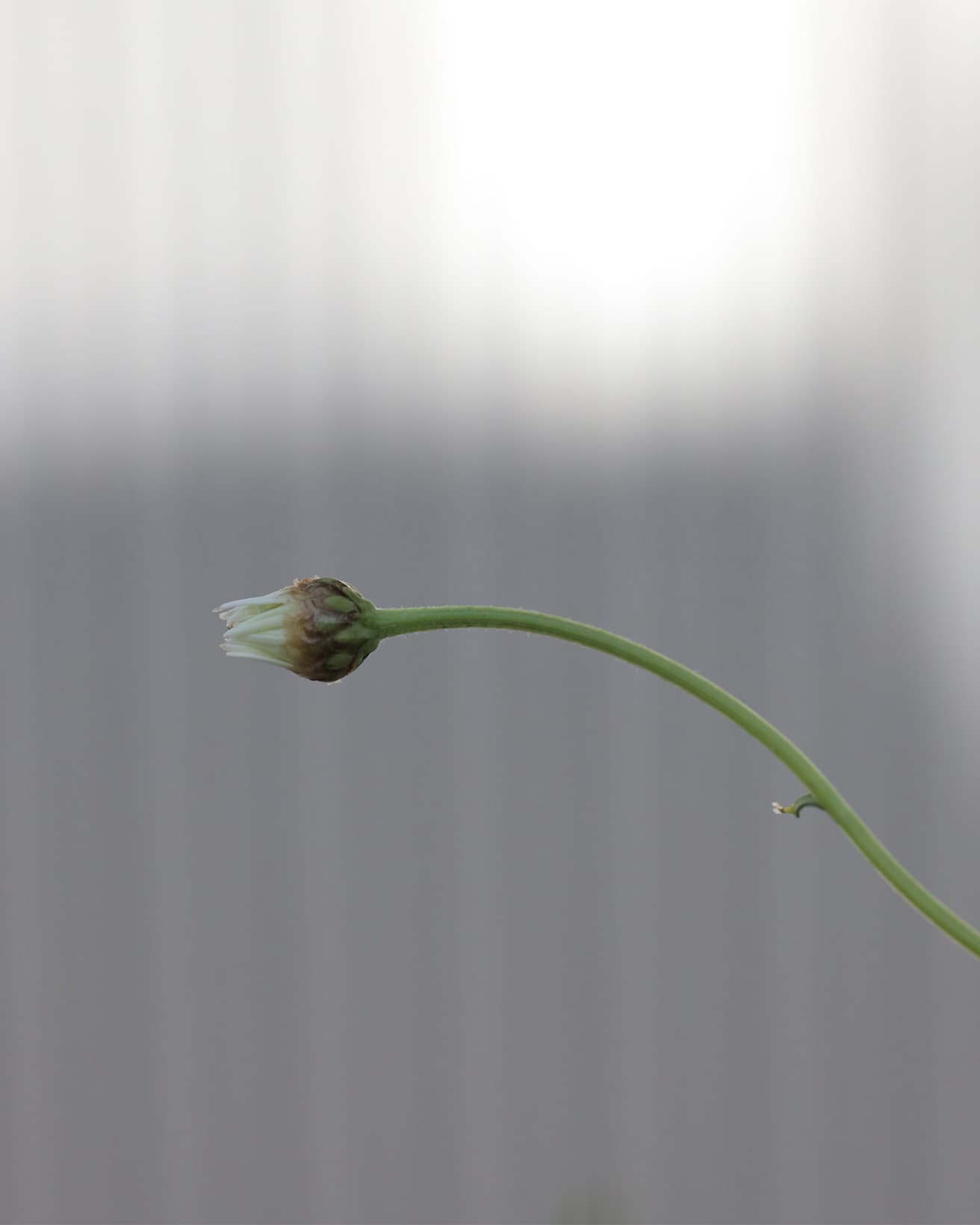 花が咲くまでの経過にも見どころがあるマーガレット。三嶋さんが好きなのは、花びらが出てきたばかりときの独特なフォルムだそう。固い蕾が膨らみ、花びらを少しずつ広げていく変化の過程にも、植物の生命力を感じられる。
