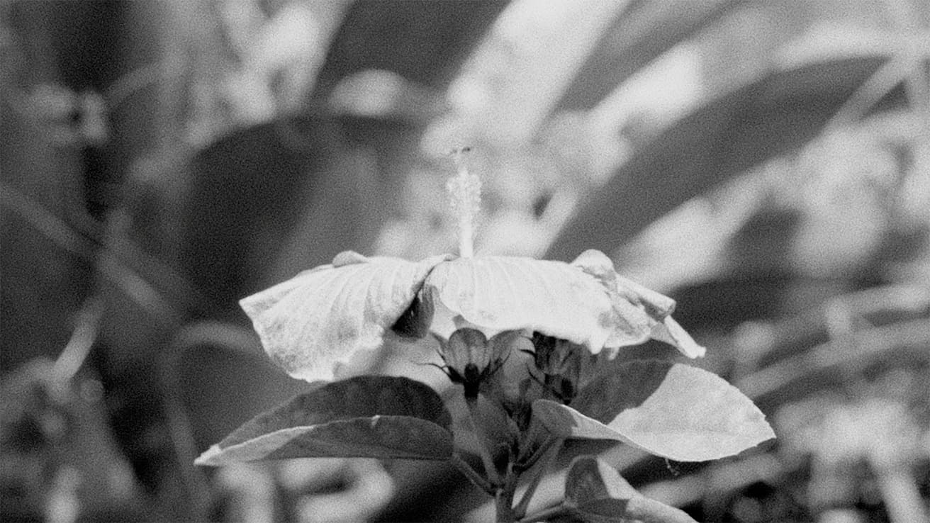 粒子の荒いザラッとしたモノクロームの映像で島の風景を詩的に映し出す。