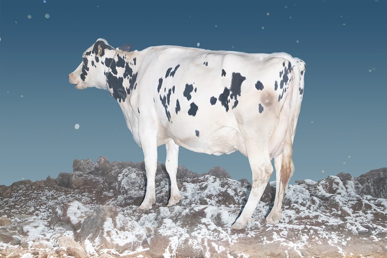 『ARTISTS’ FAIR KYOTO 2024』のキービジュアルにも使われている遠藤文香の作品《A Cow》。ミヤケマイからの推薦により、今回の出品が決まった。