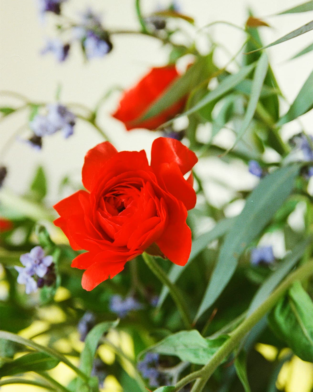 発色のいい薄い花をふんわりと咲かせるラナンキュラス。ささやかな勿忘草に合わせる花は、平面的な強さがある花よりも、あくまでも軽やかなふんわりとした印象のものを選ぶとバランスがいい。