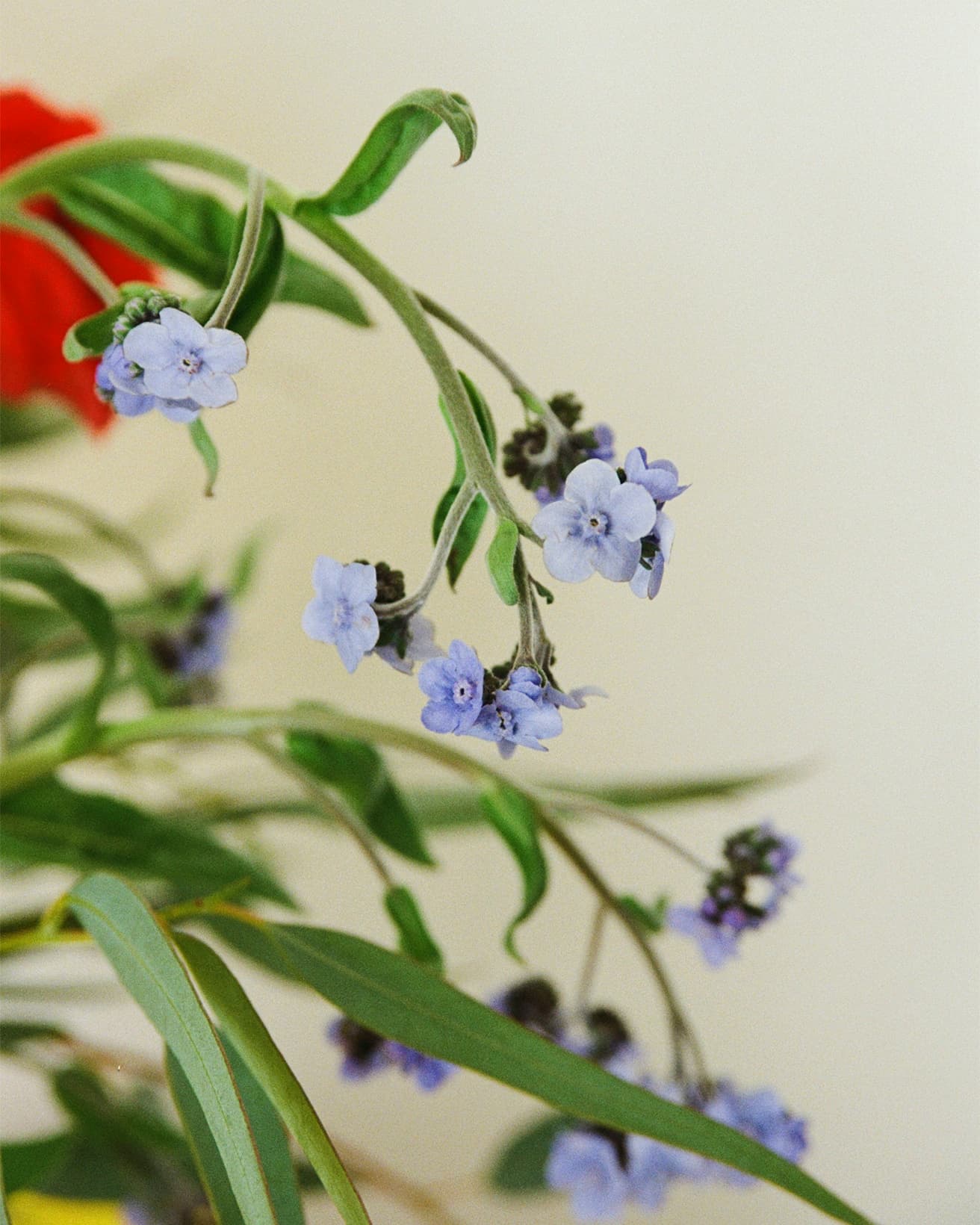 春に米粒サイズの花を咲かせる勿忘草（ワスレナグサ）。印象的な名前は「私を忘れないで」という意味の英名「Forget me not」を直訳したもので、可憐なブルーとあいまって儚げなイメージをただよわせる。