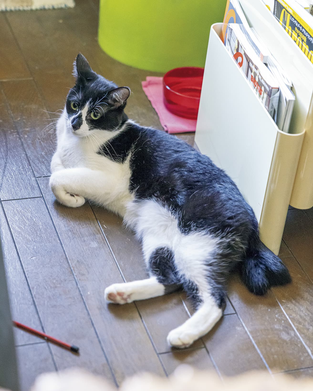 骨董屋で保護されていたのを迎え入れたというナツヤスミ。
