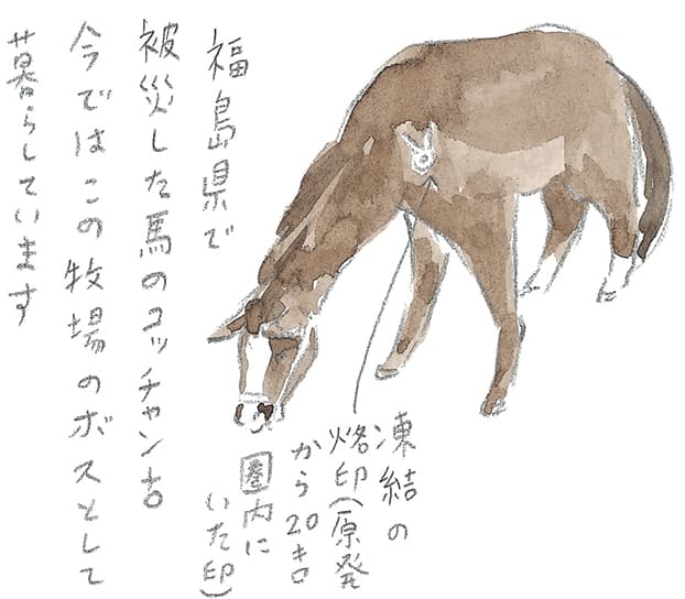 第4回 霧島で引退馬に出会う - 1/3