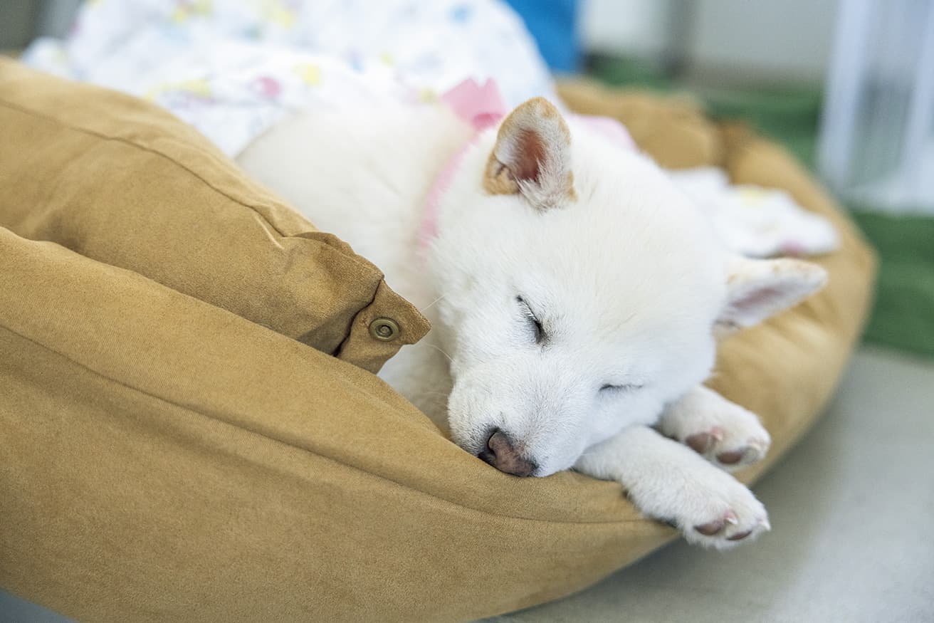 すやすや。急に眠くなっちゃうことも。
