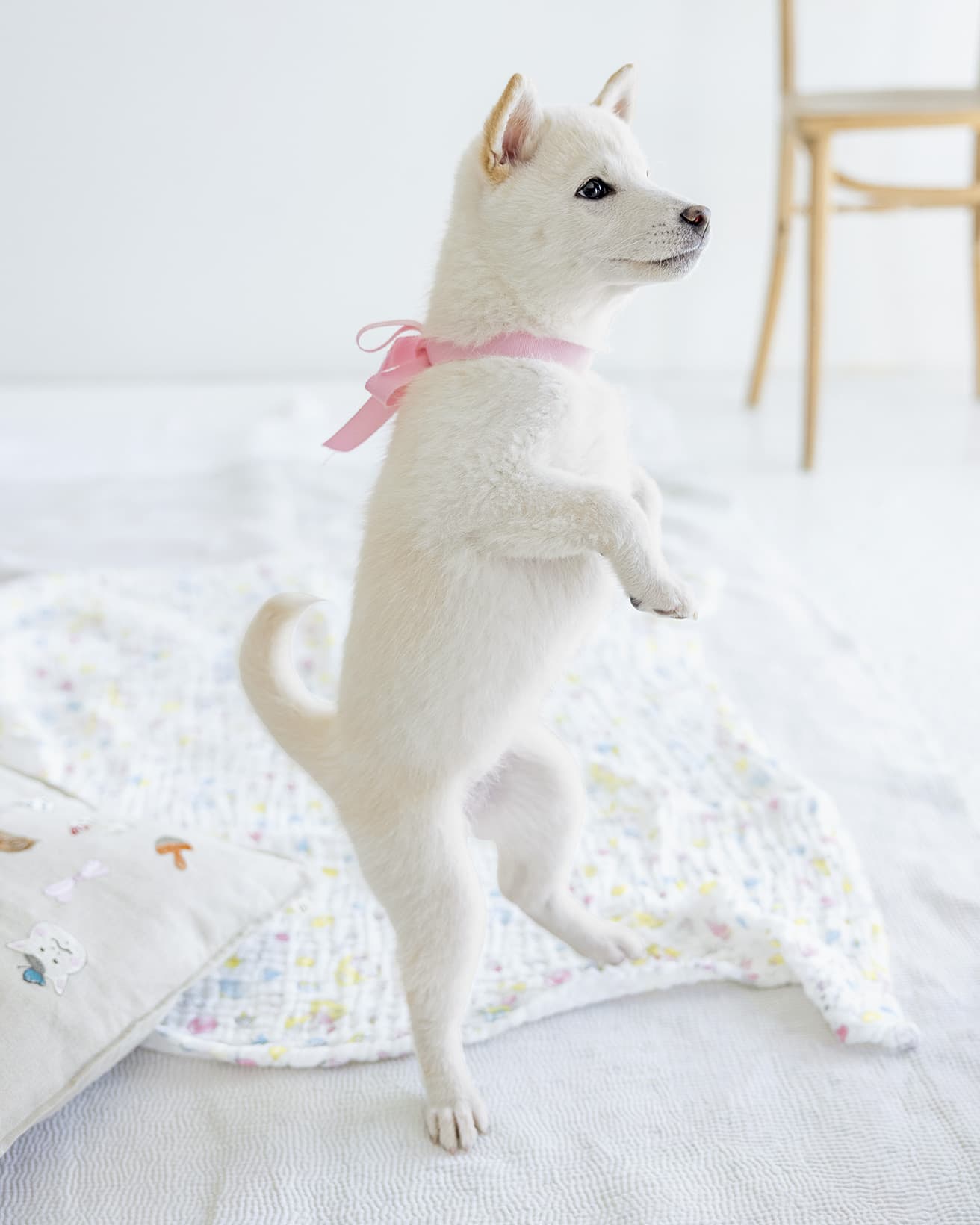 ぺるの成長はこちらInstagram: @peru.shibainuから。