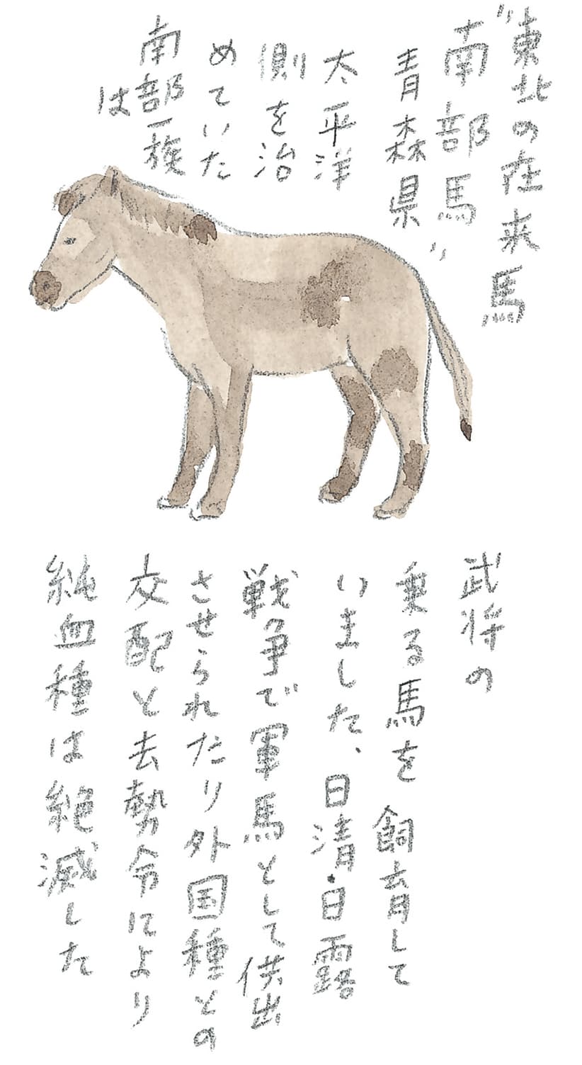 第9回 南部駒の生まれ故郷へ - 2/3