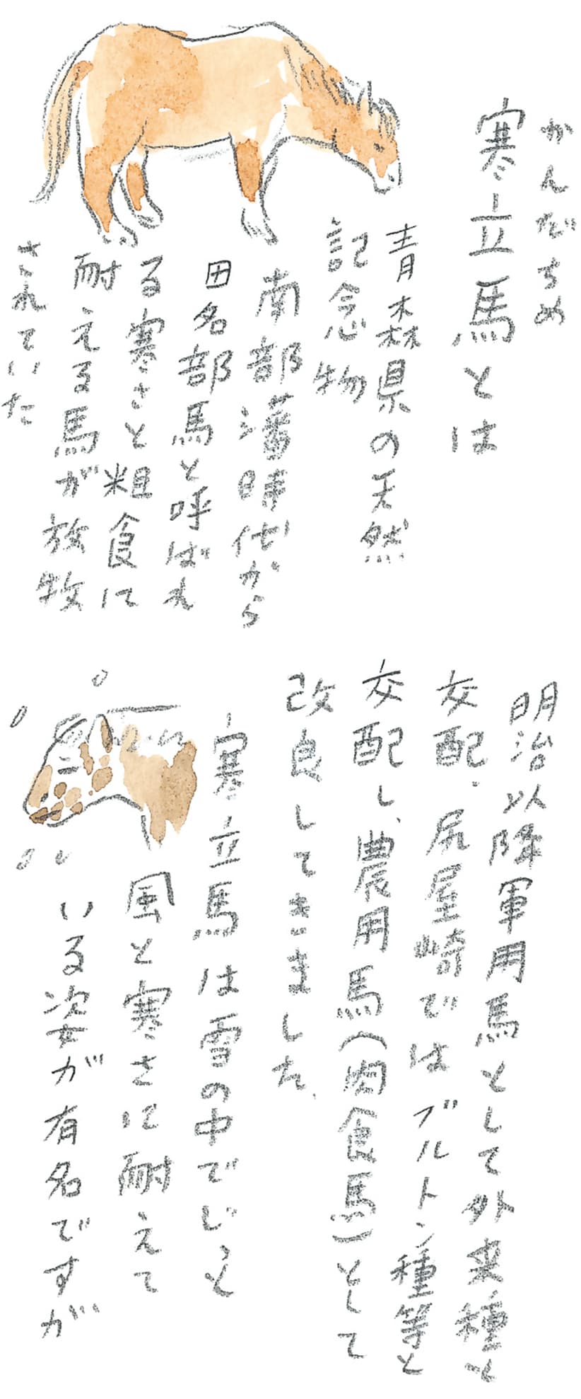 第9回 南部駒の生まれ故郷へ - 2/3