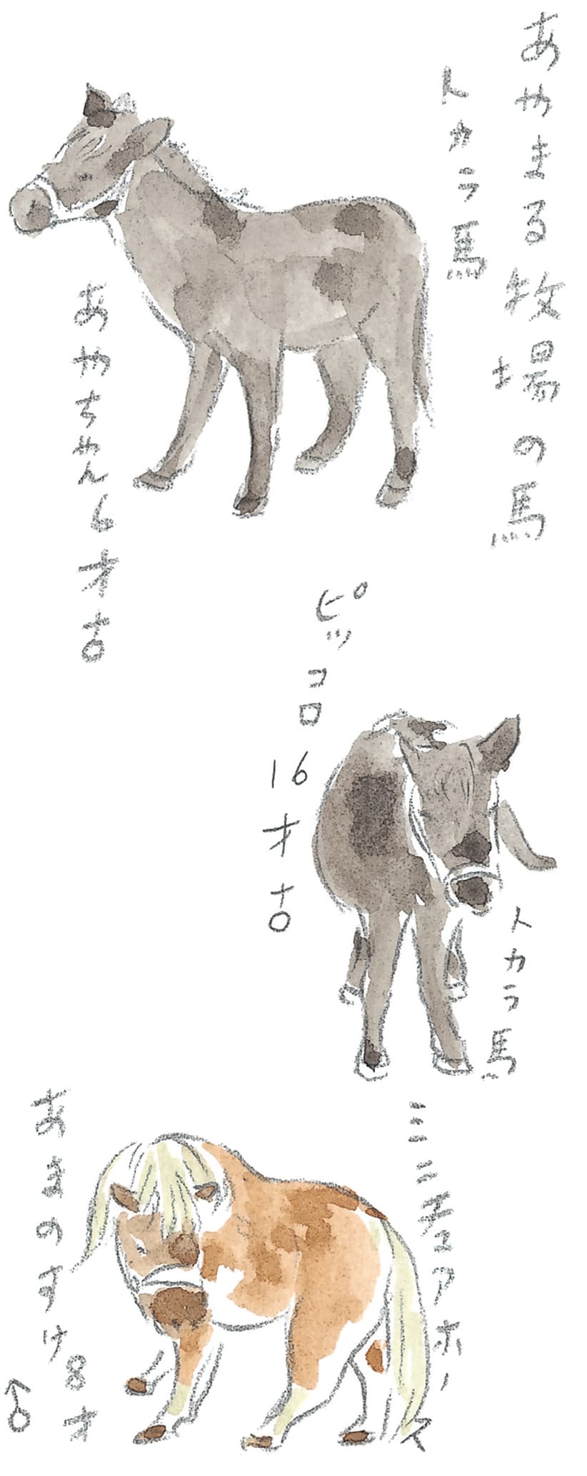 第11回 トカラ馬（喜界馬）に会いに - 2/3