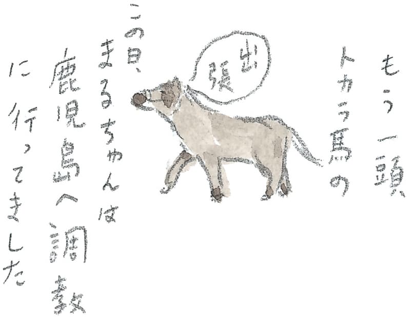 第11回 トカラ馬（喜界馬）に会いに - 1/3