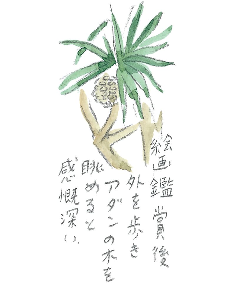 第11回 トカラ馬（喜界馬）に会いに - 1/3