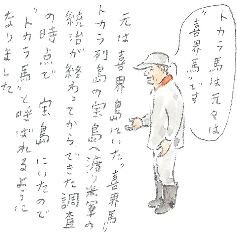 第11回 トカラ馬（喜界馬）に会いに - 2/3