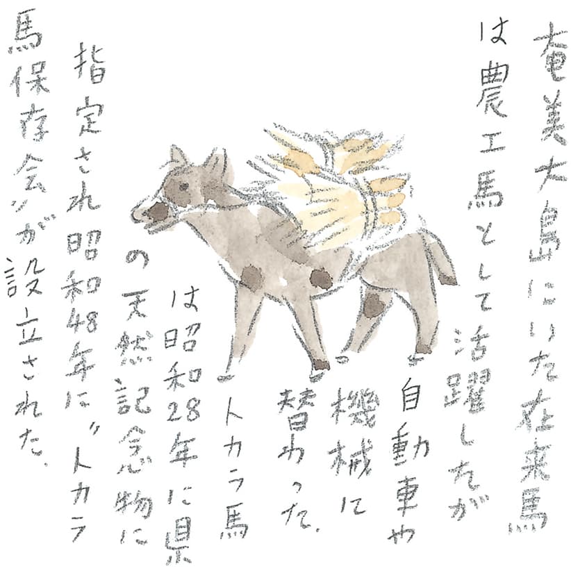 第11回 トカラ馬（喜界馬）に会いに - 1/3