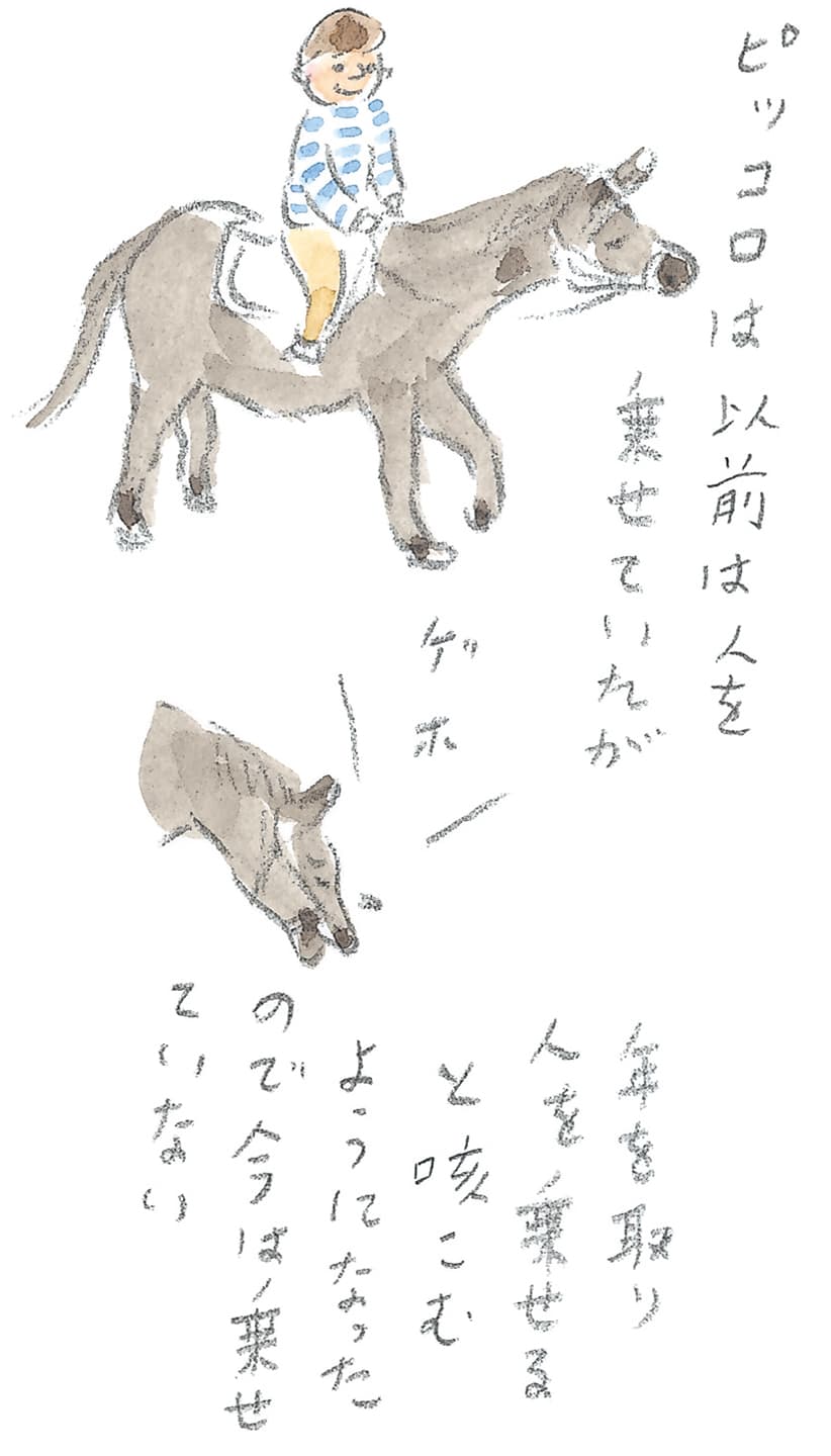 第11回 トカラ馬（喜界馬）に会いに - 2/3