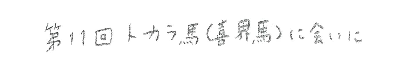 第11回 トカラ馬（喜界馬）に会いに
