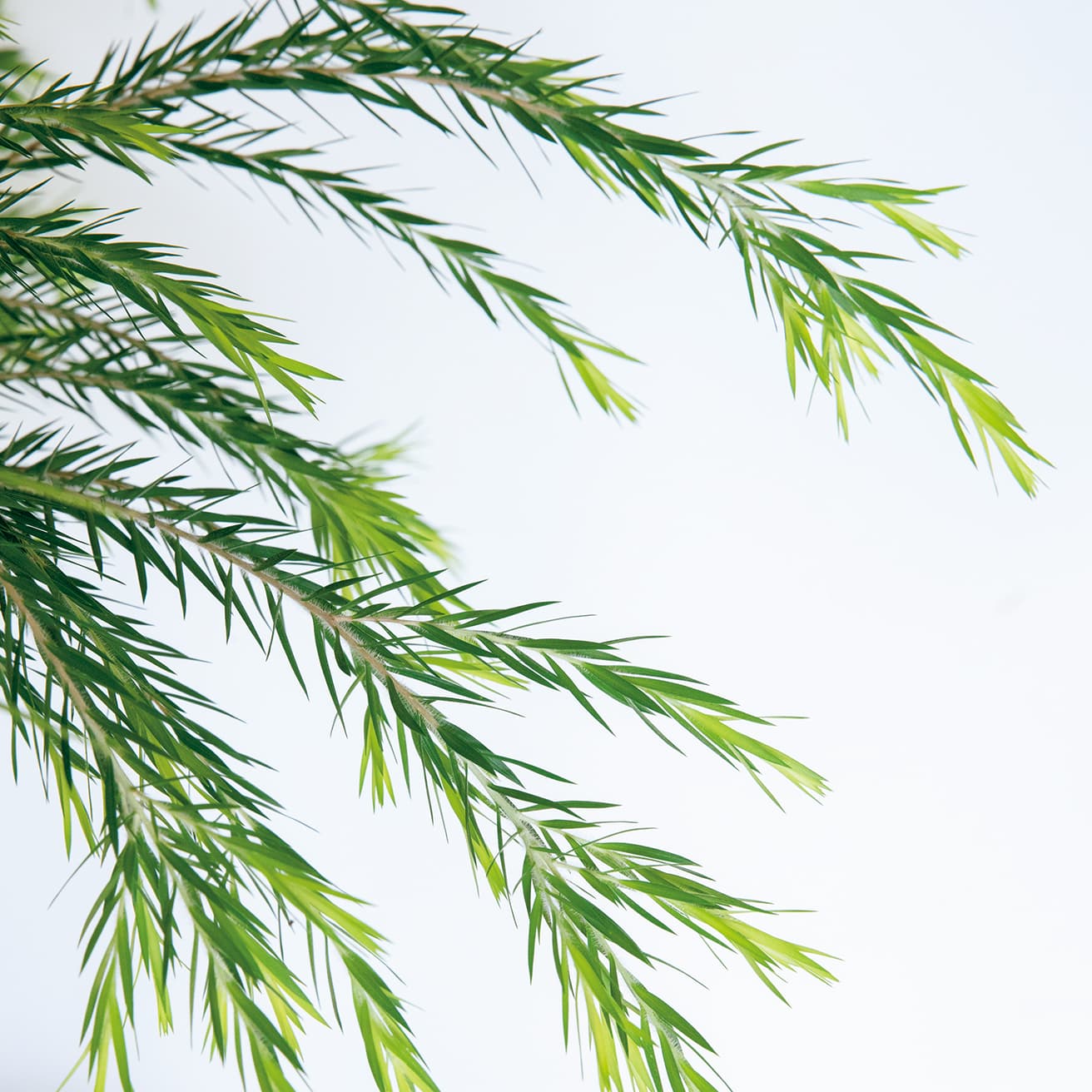 メラレウカ・アルテルニフォリア　Melaleuca alternifolia　フトモモ科コバノブラシノキ属　ティーツリーとも言われ、葉をつぶすと心地よい香りがする。春には白い穂状の花を咲かせ、細くてやさしい感じの葉を特徴とする。