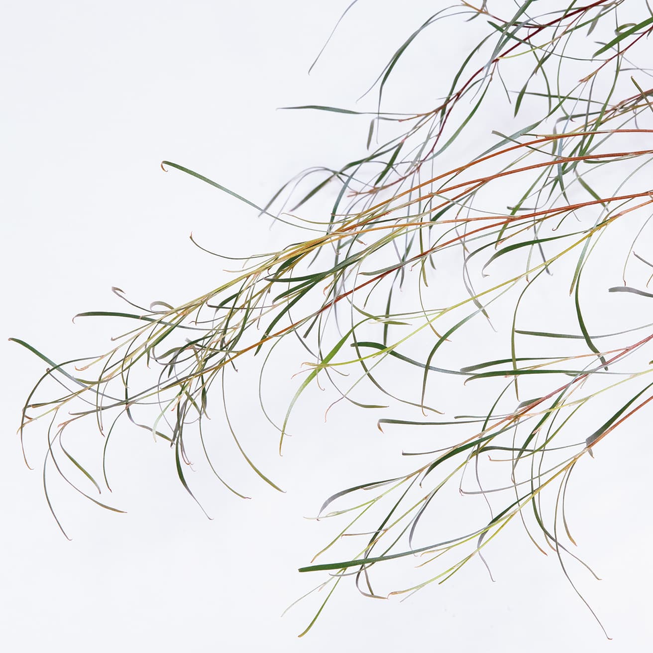 グレビレア・エンドリチェリアナ　Grevillea ‘Endlicheriana’　ヤマモガシ科グレビレア属　光の加減でさまざまな葉色を楽しめる細長いシルバーリーフを持ち、春になるとパープルピンクの花を咲かせる。丸い樹形に成長する。