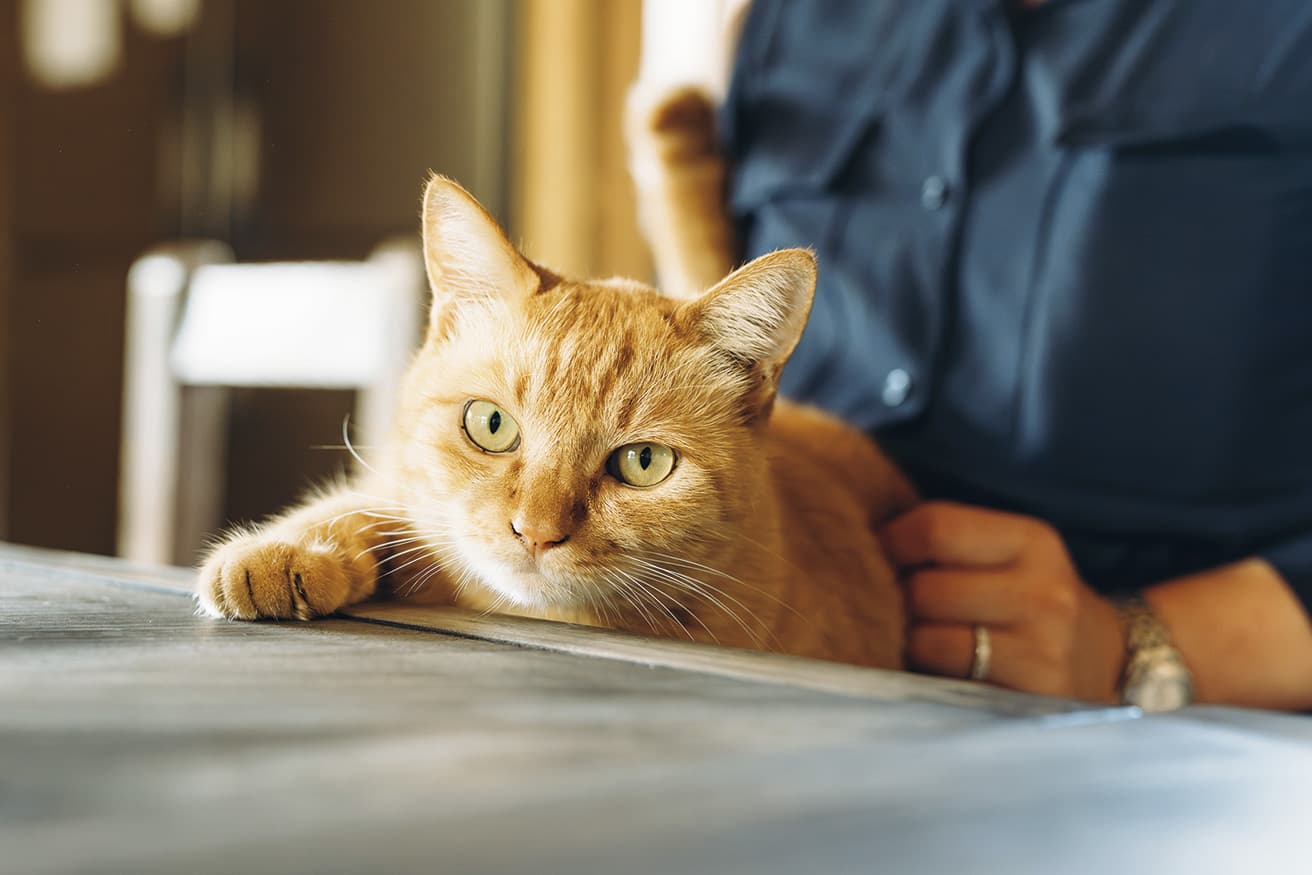 休憩時間、スタッフが集まってくるとヒザの上やテーブルへ。空のおかげで皆が猫好きに。