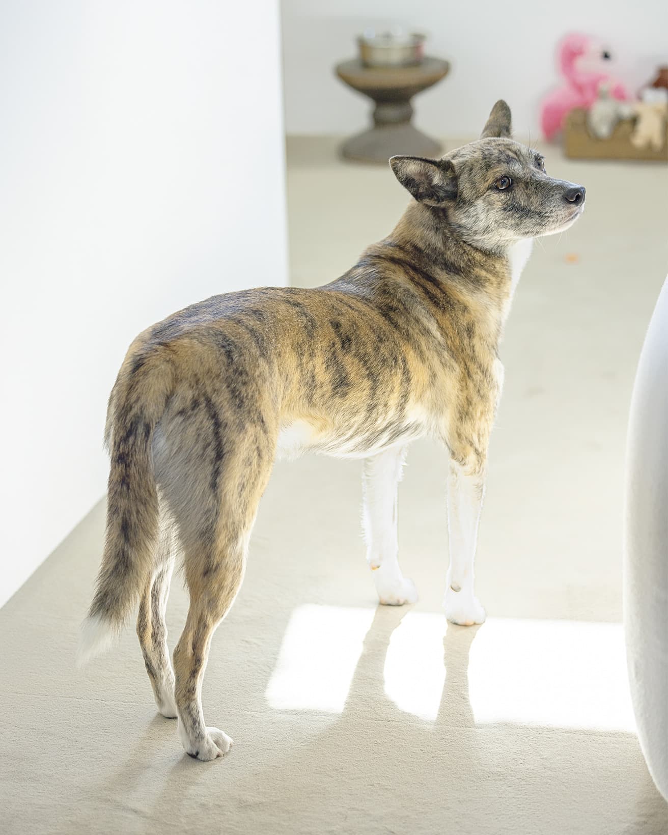 実は土筆の方が繊細で工事の音や雷が苦手。可愛い系の犬が苦手。