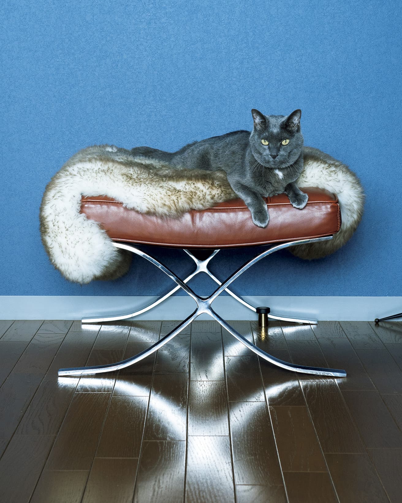 ルートヴィヒ・ミース・ファン・デル・ローエの《Barcelona Chair》と、猫のタンゴ（ミックス）。