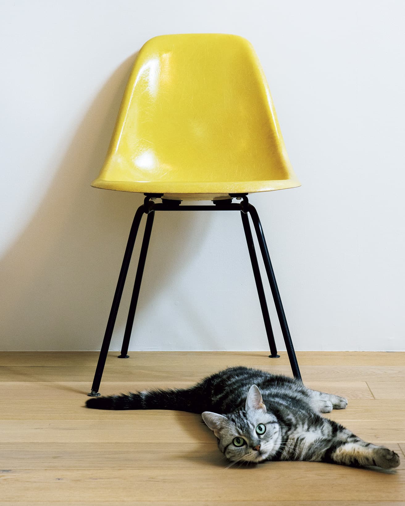 イームズの《4-Leg Side Chair》と、猫のアメリ（アメリカンショートヘア）。
