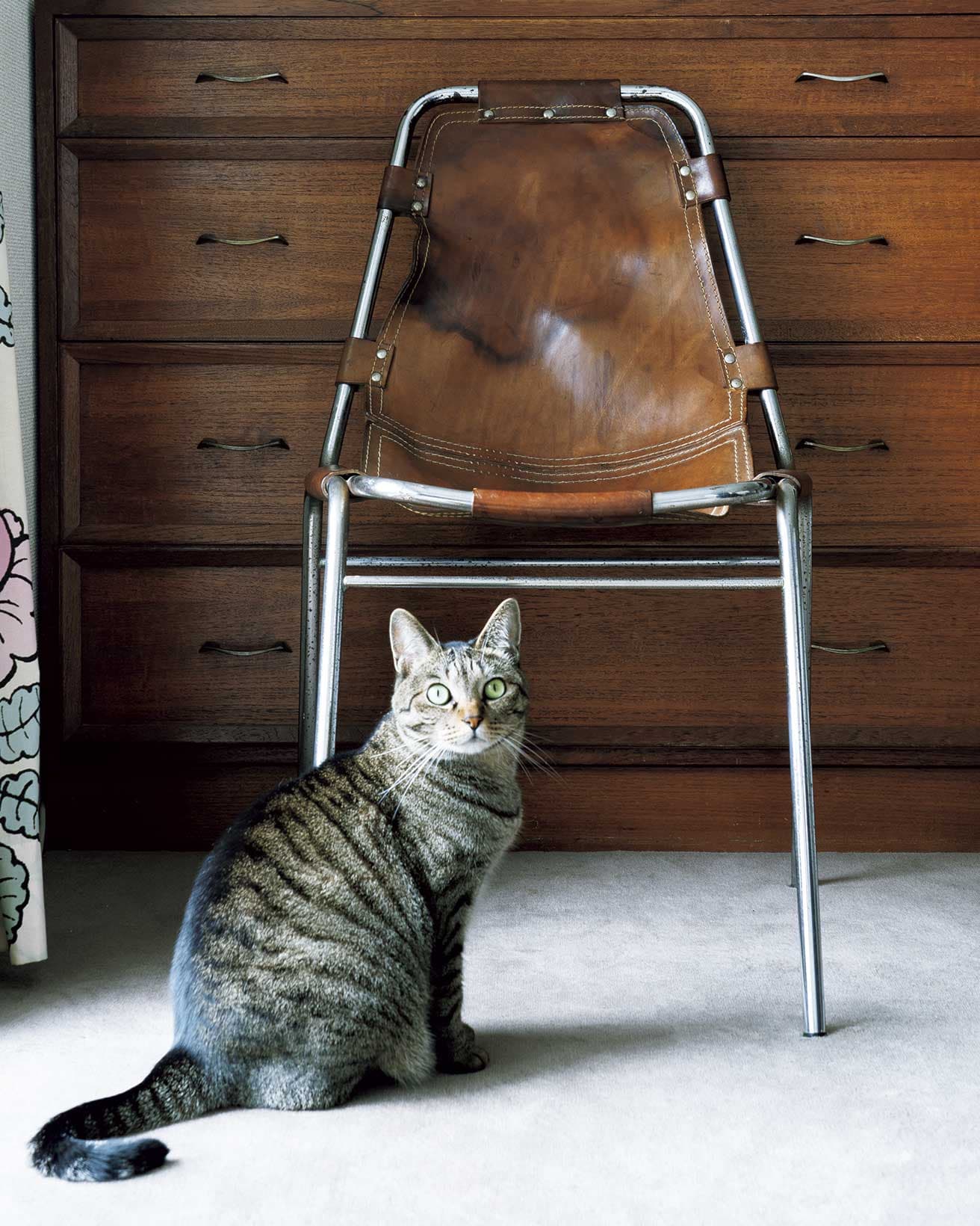 建築家シャルロット・ペリアンがセレクトした《Les Arcs Chair》と、猫のビスコ（ミックス）。