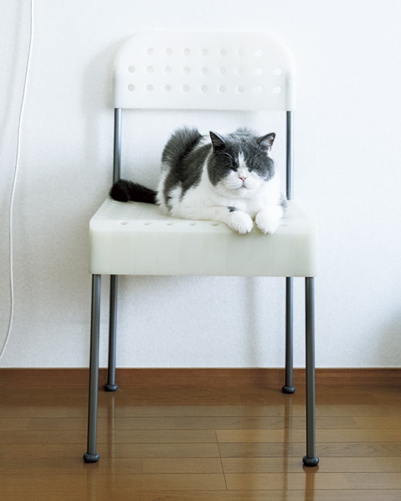 エンツォ・マーリの《Box》と、猫のジャスパー（ブリティッシュショートヘア）。