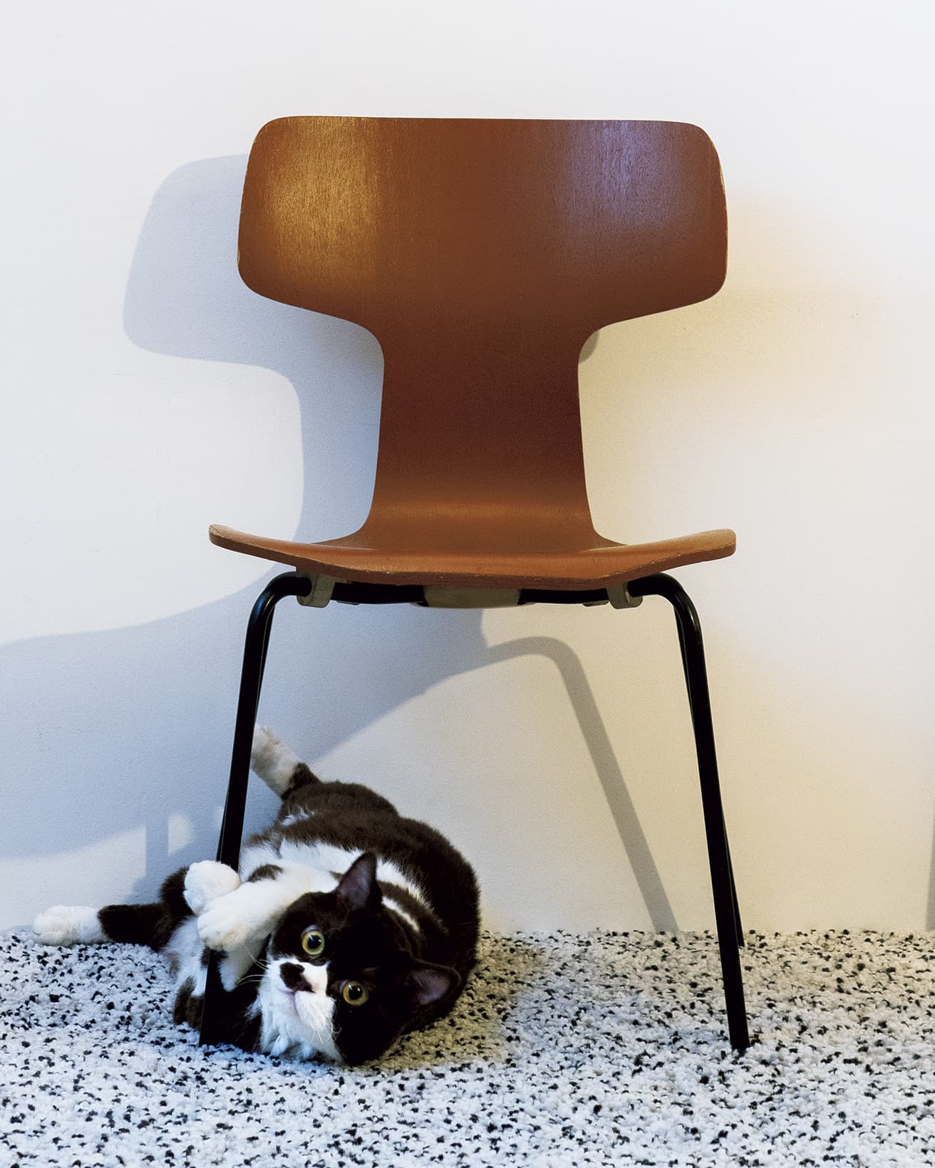 アルネ・ヤコブセンの《T Chair (FH3103)》と、猫のだんご（セルカークレックス）。