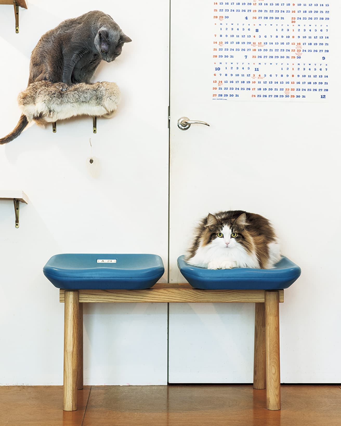 鈴木元の《KOKURITSU BENCH》と、猫のミグ（ロシアンブルー）・ポーラ（ノルウェージャンフォレストキャット）。