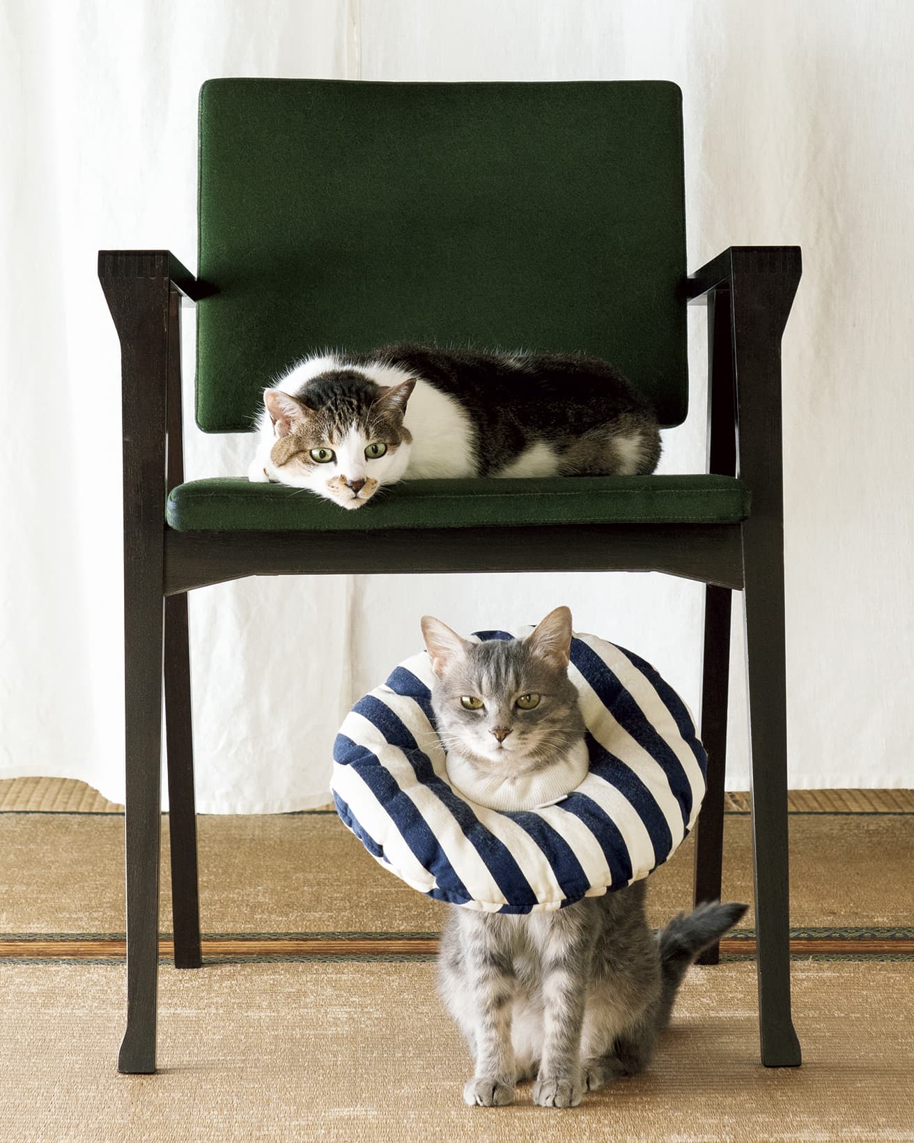 フランコ・アルビニの《LUISA》と、猫のきなこ（ミックス）・あんこ（ミックス）。