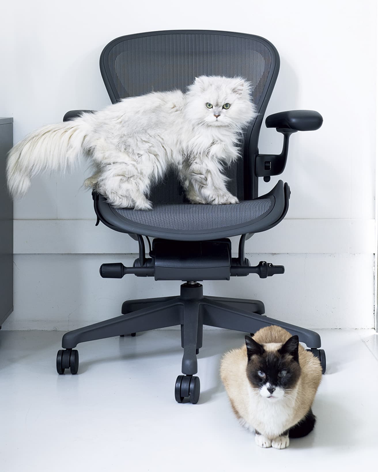 ビル・スタンフ&amp;ドン・チャドウィックの《Aeron Chair》と、猫のレミ（ペルシャ）・ココア（ミックス）。
