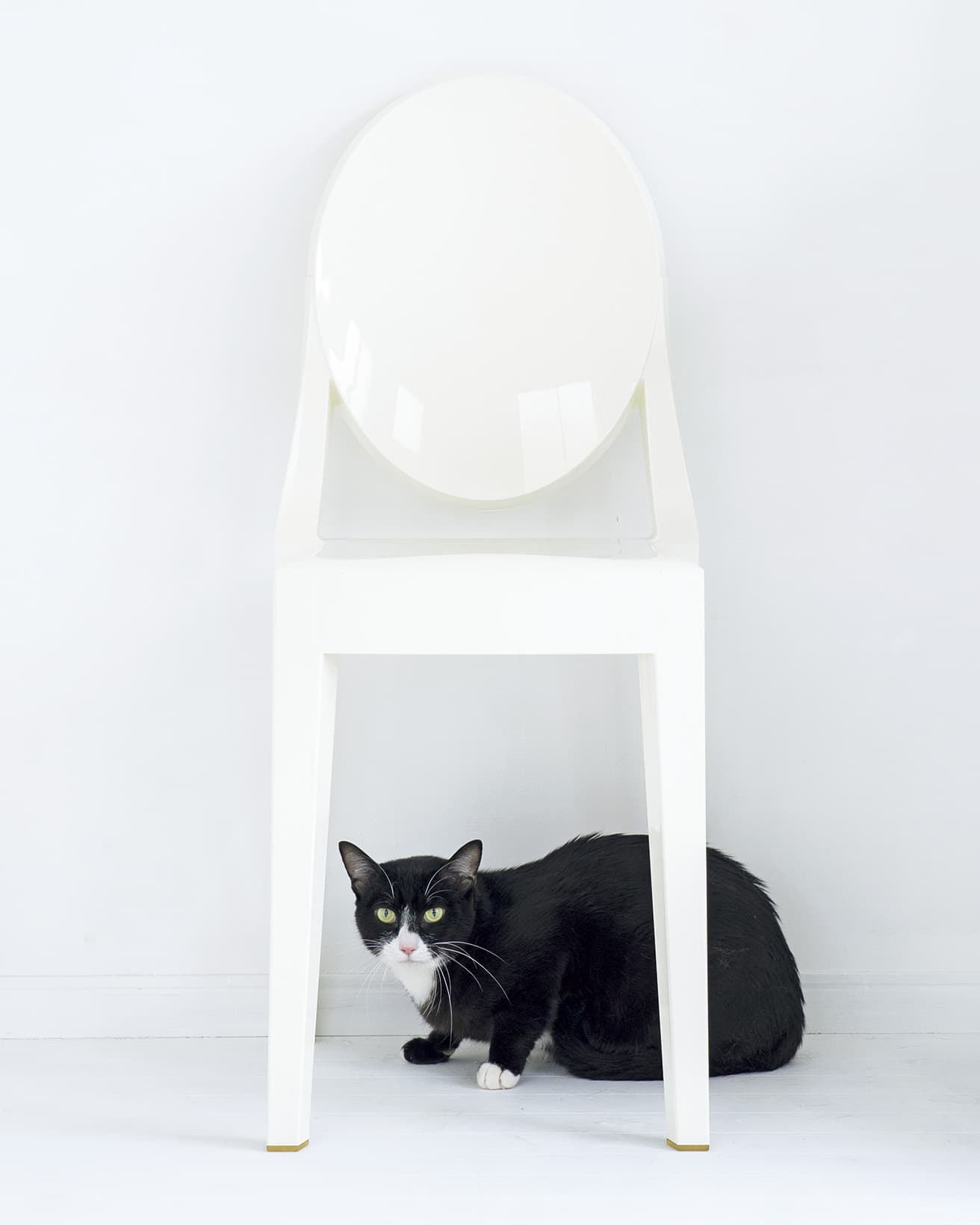 フィリップ・スタルクの《Victoria Ghost》と、猫のキリグ（ミックス）。