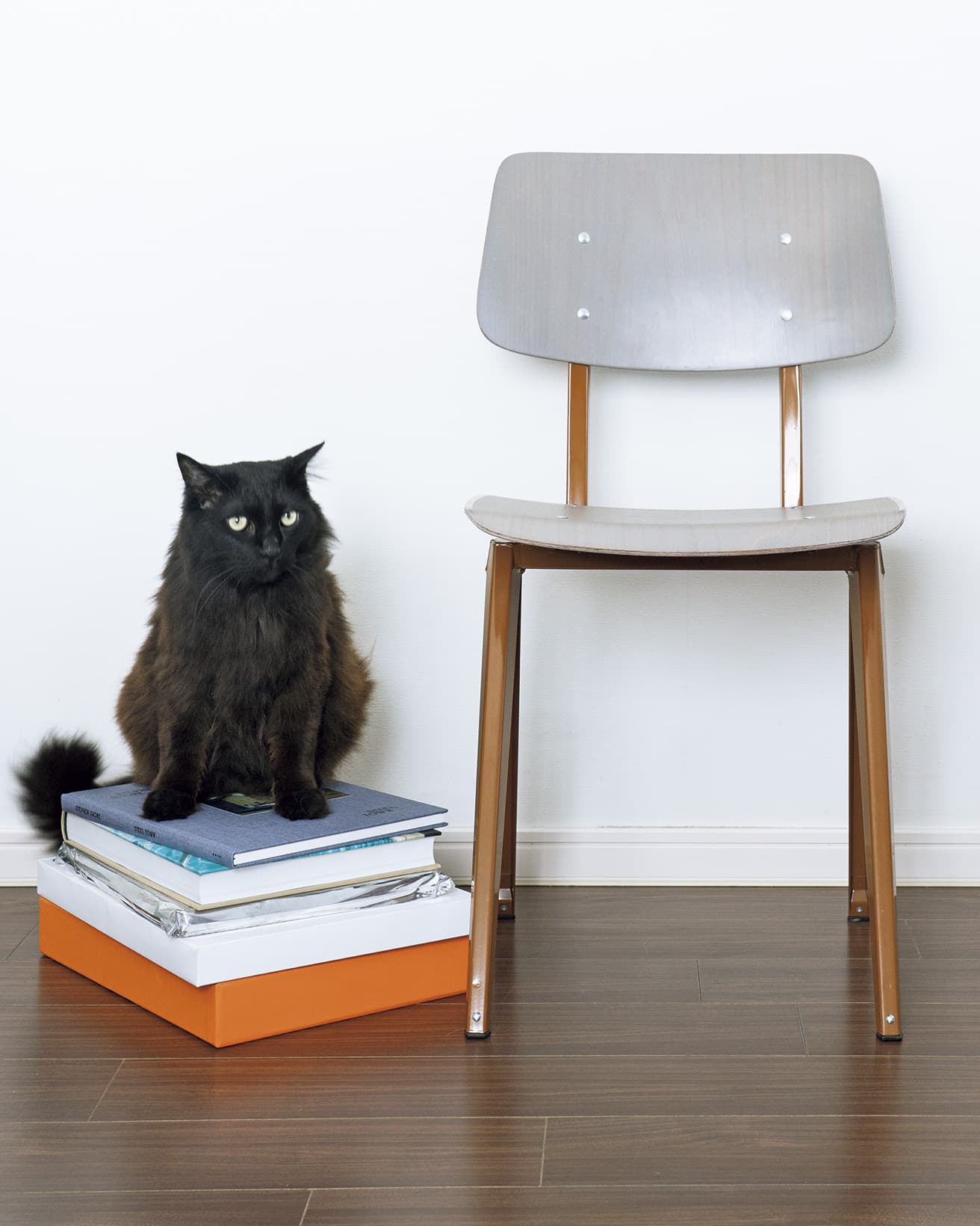ガルファニタスの《S.16》と、猫のアイザック（ミックス）。