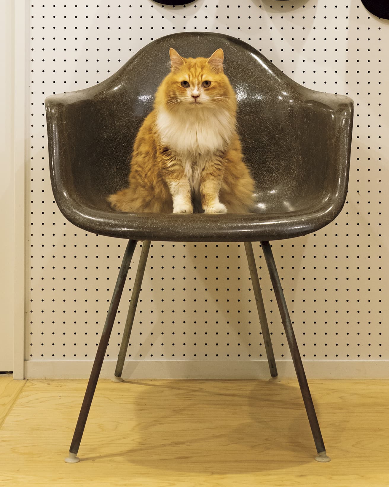 チャールズ&amp;レイ・イームズの《Shell Arm Chair》と、猫のチャッピー（ミックス）。