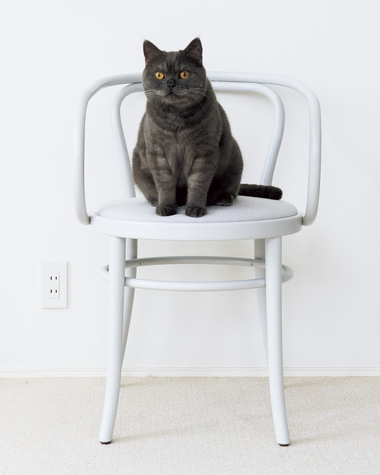 ゲブリューダー・トーネットの《WIENER STUHL》と、猫のムク（ブリティッシュショートヘア）。