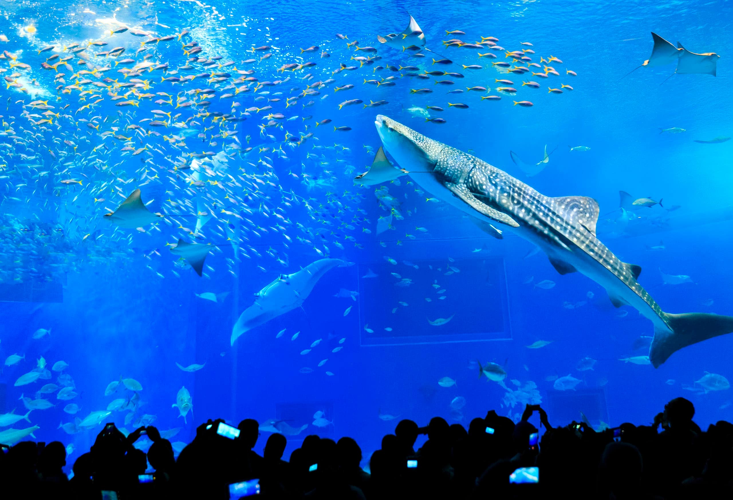 沖縄美ら海水族館で、今見るべき生き物たち【沖縄シティガイド】