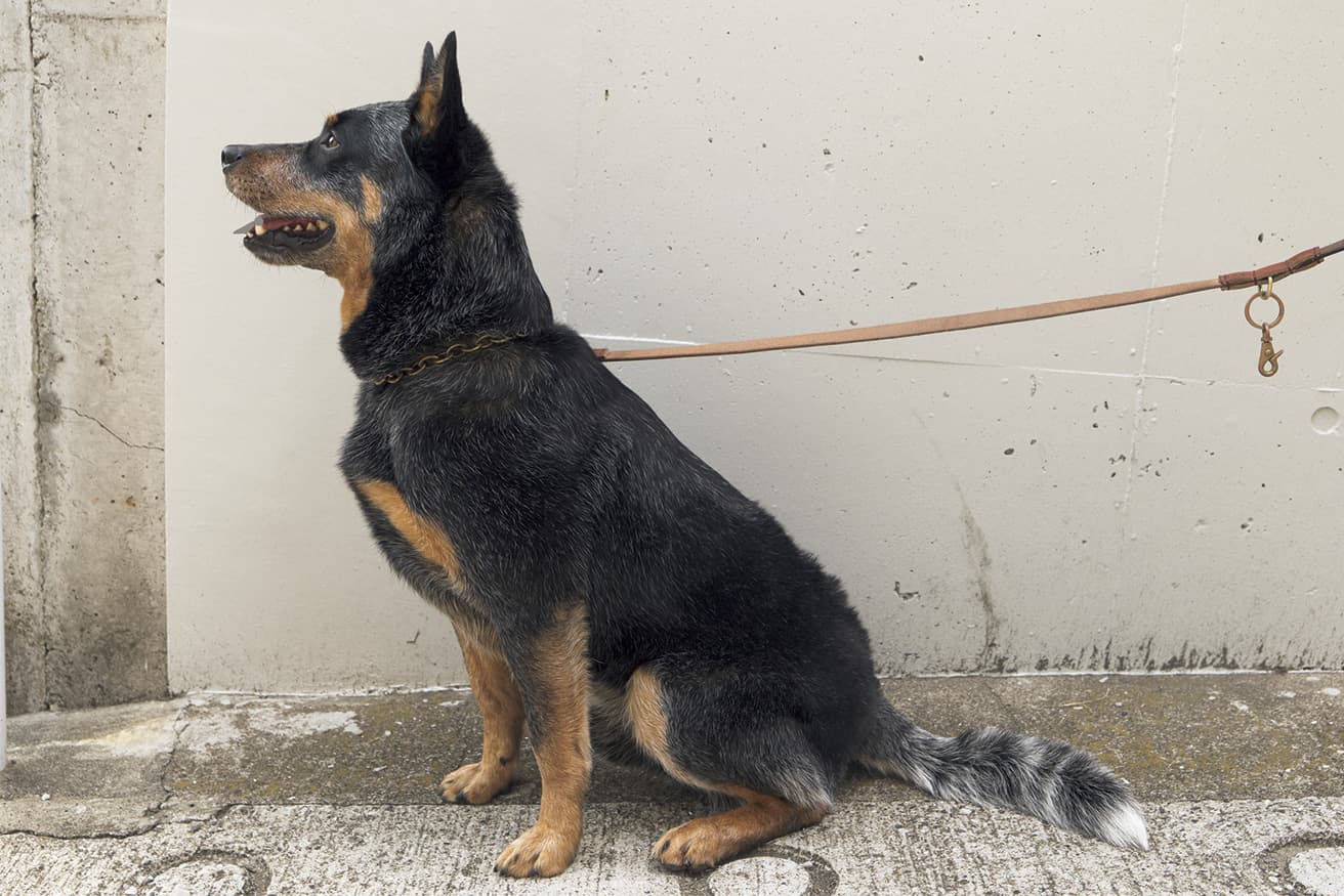 マルは様々な毛色が混じる珍しい犬種でふさふさのしっぽがトレードマーク。