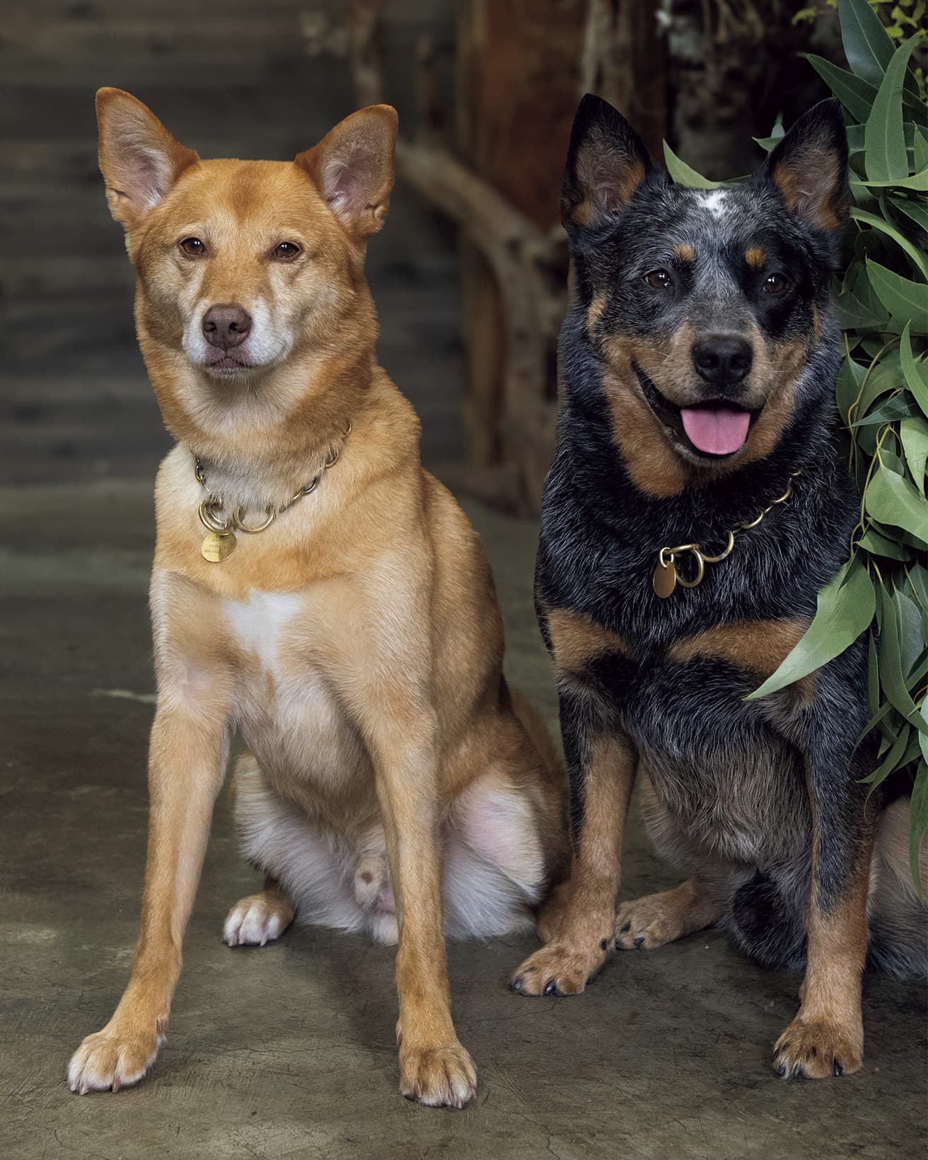 お座りも完璧で頭のいい2匹。保護犬センター生まれのテン（左）は6か月の時に迎え入れられた。一方、マルは何にでも興味のあるやんちゃな性格で「1匹で3匹分くらい大変…」と。