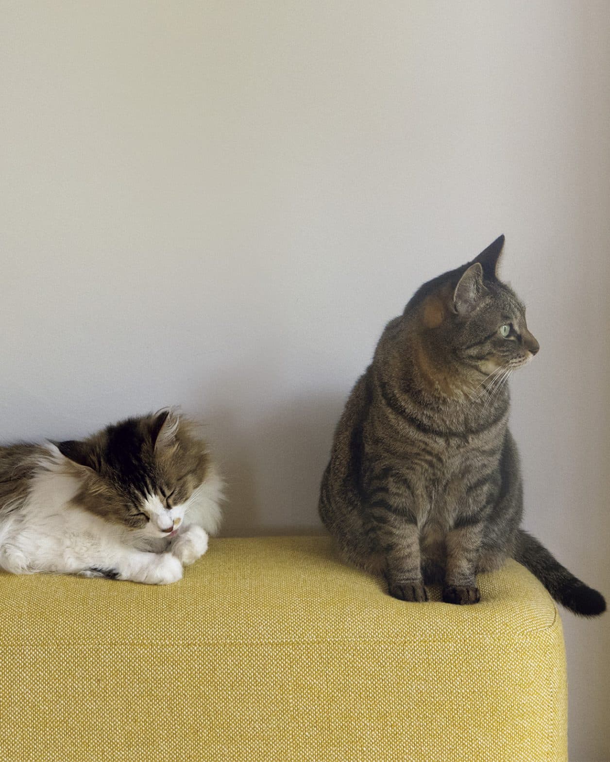 【LIFE@PET】猫たちの微妙な関係は？｜パピコ＆ビスコ＆料理家・坂田阿希子さん